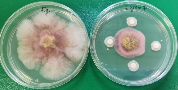 Oryginalne płytki z raportu: Fusarium graminearum, kontrola i próba z wariantem żytnim